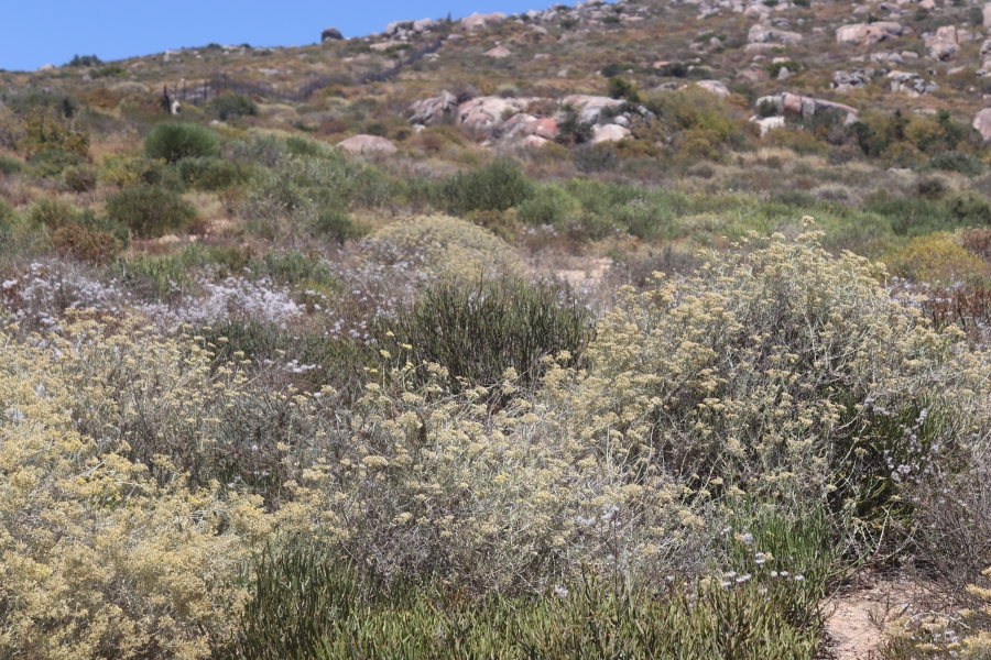 0 Bedroom Property for Sale in St Helena Views Western Cape